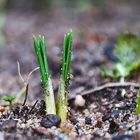 der Krokus kommt schon