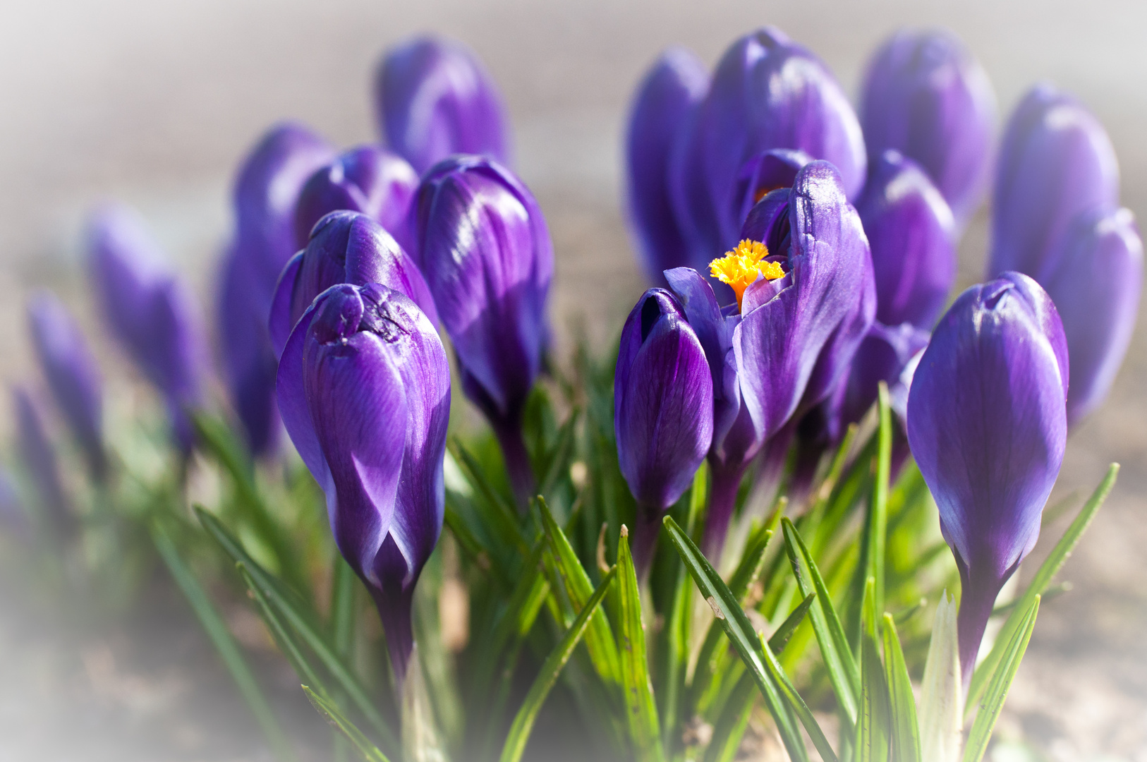 Der Krokus leut das Frühjahr ein !