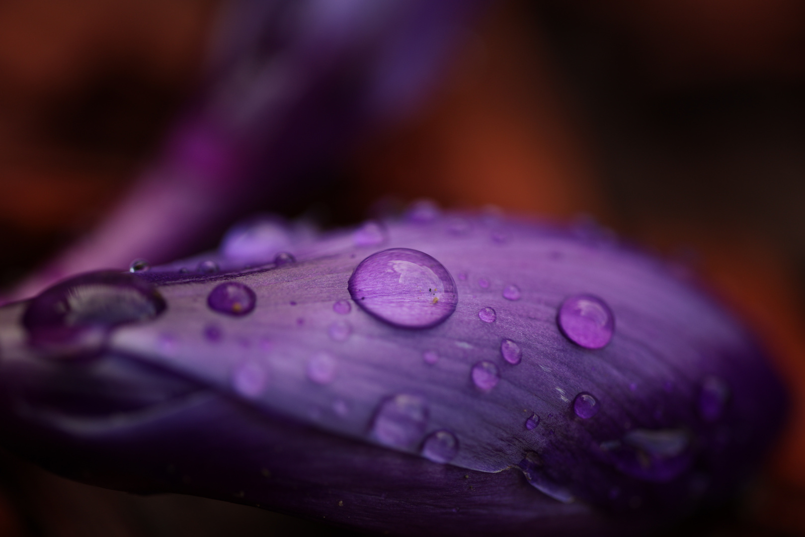 Der Krokus nach dem Regen