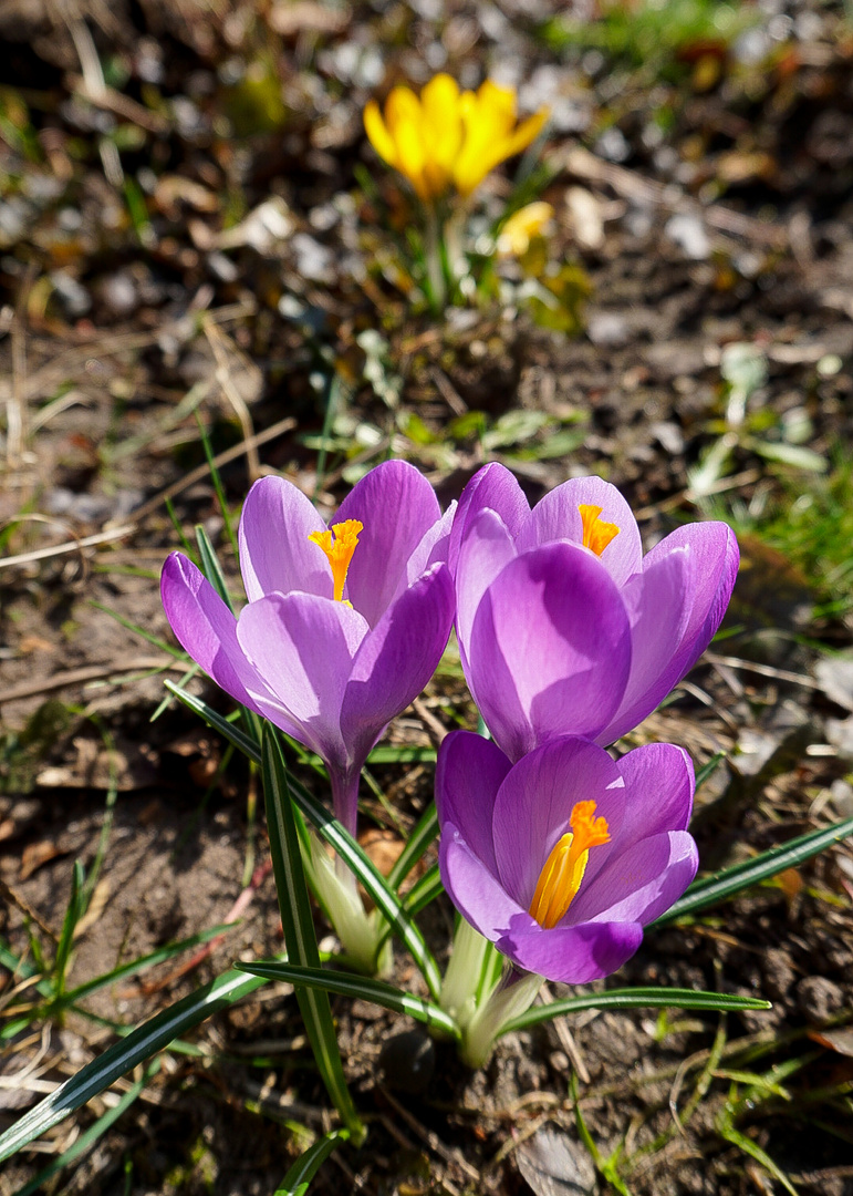 Der Krokusgruß