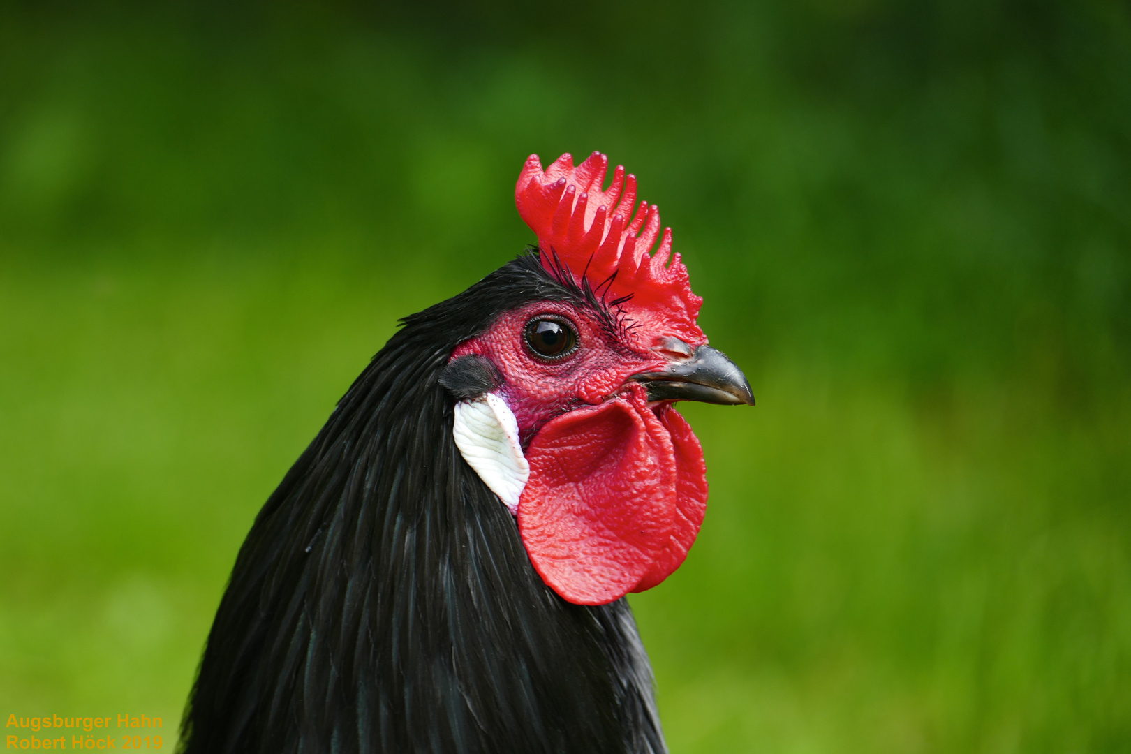 Der Kronenkamm - schwarzer Augsburger Hahn - black Augsburg Buttercup chicken, rooster