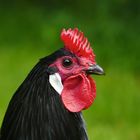 Der Kronenkamm - schwarzer Augsburger Hahn - black Augsburg Buttercup chicken, rooster