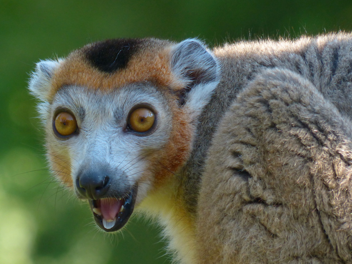 Der Kronenmaki (Eulemur coronatus)