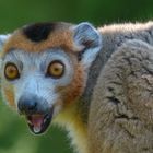 Der Kronenmaki (Eulemur coronatus)