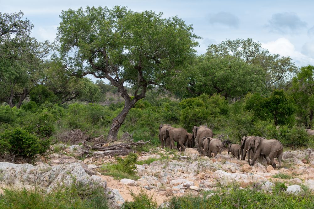 Der Kruger-Nationalpark