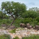 Der Kruger-Nationalpark