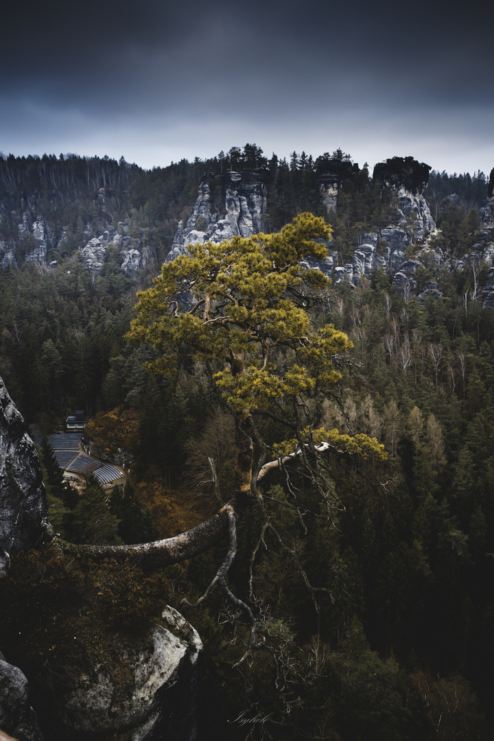 Der krumme Baum