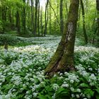 Der krumme Baum im Bärlauch