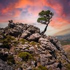 Der krumme Baum lebt sein Leben, der gerade Baum wird ein Brett