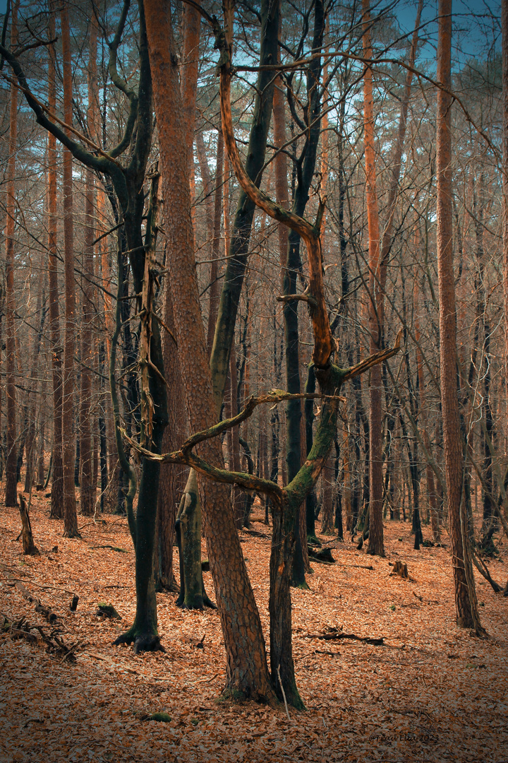 Der krumme Baum lebt sein Leben, der grade Baum wird ein Brett. Foto & Bild pflanzen, pilze