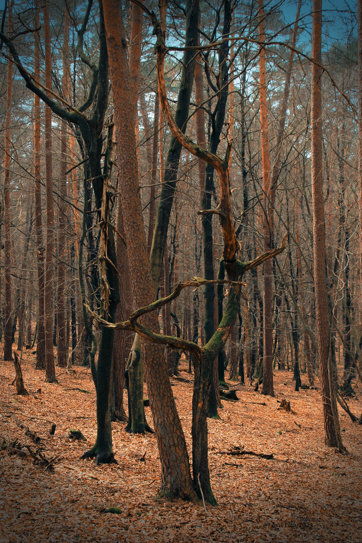 Der krumme Baum lebt sein Leben, der grade Baum wird ein Brett.