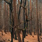 Der krumme Baum lebt sein Leben, der grade Baum wird ein Brett.