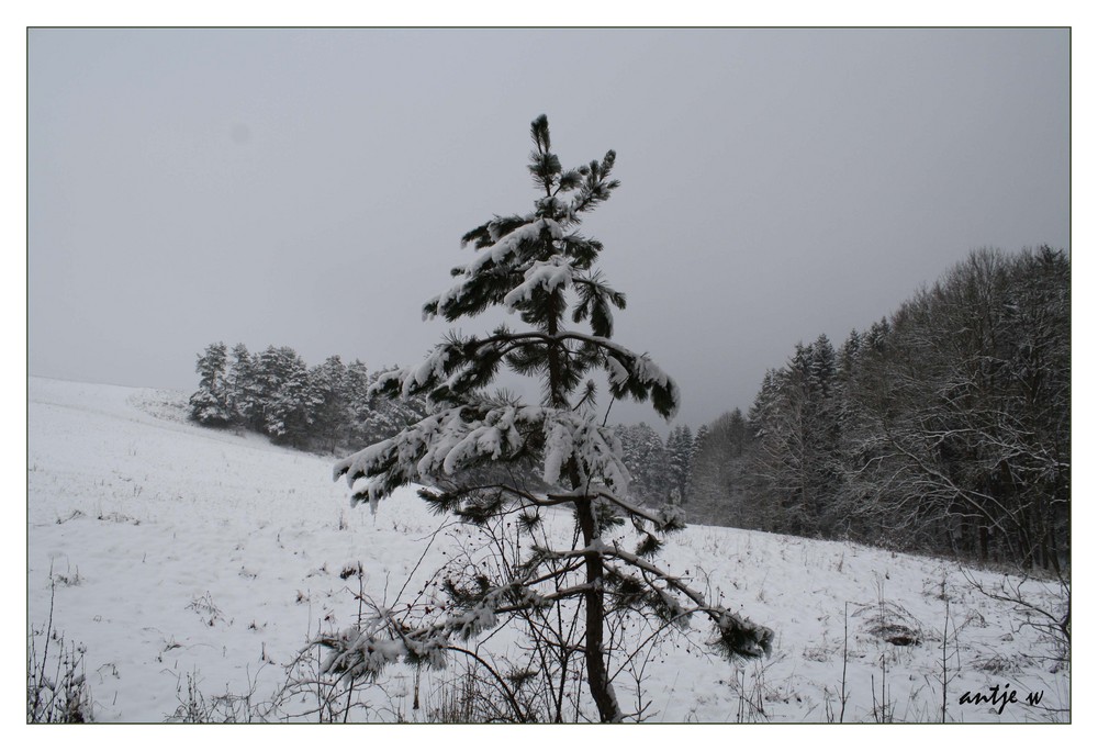 Der krumme Tannenbaum...