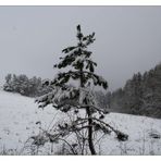 Der krumme Tannenbaum...