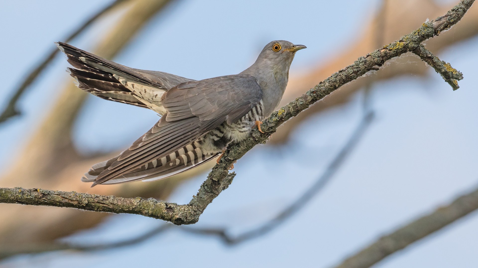 Der Kuckuck (Cuculus canorus)