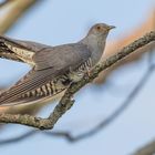 Der Kuckuck (Cuculus canorus)