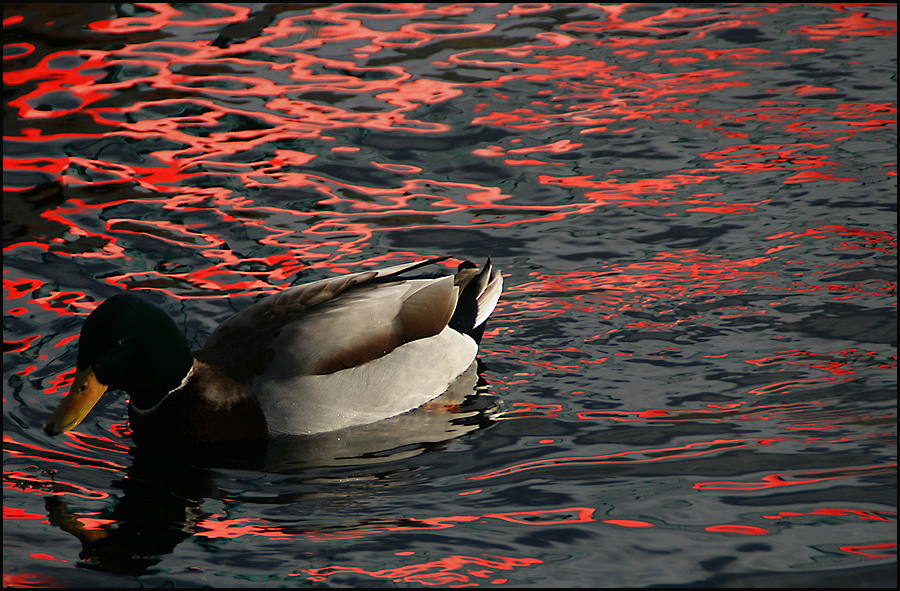 Der Küchenchef empfiehlt: Ente in Feuerwasser ;-)))