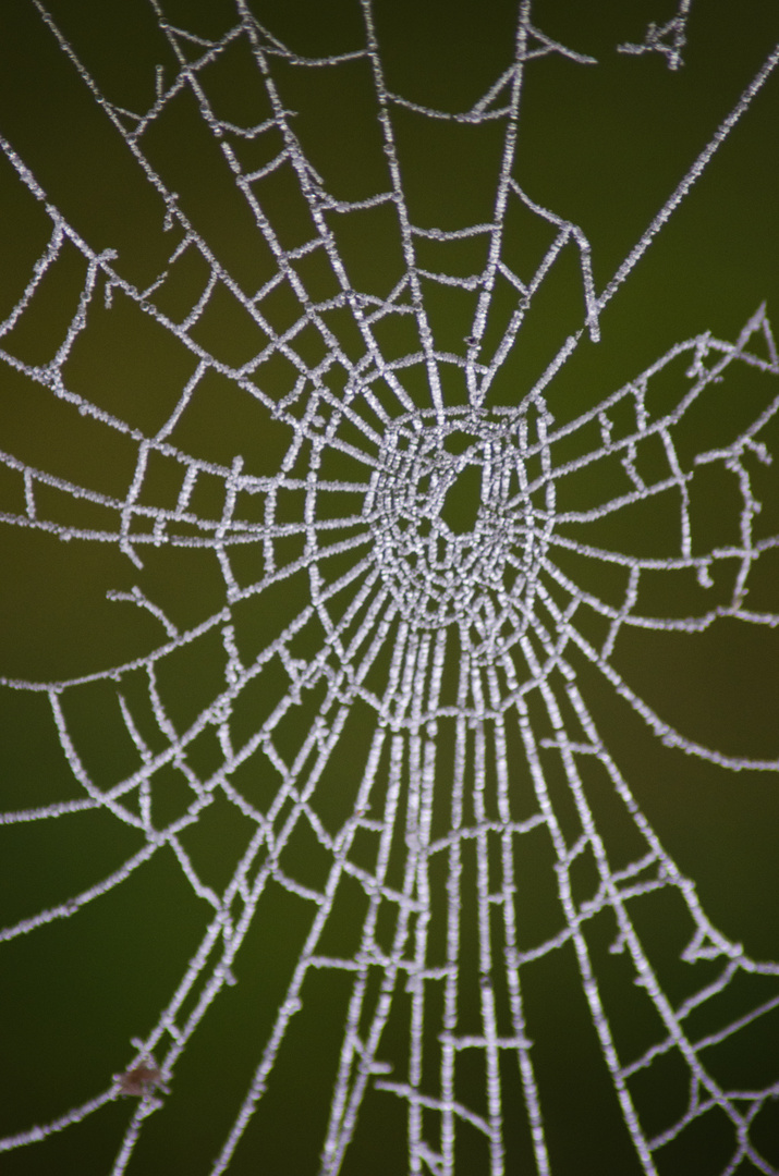 Der Künstler namens Frost...