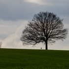 Der Kugelbaum