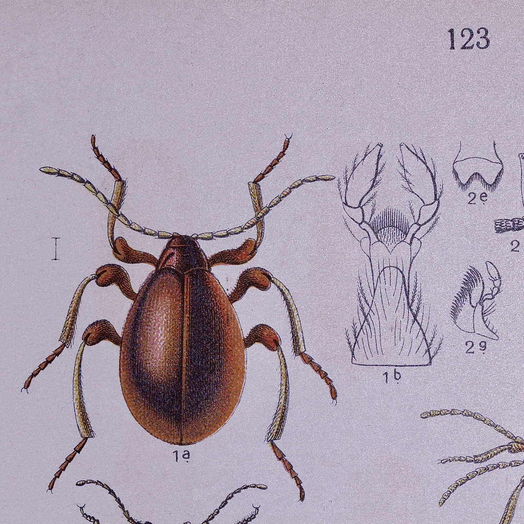 Der Kugelkäfer (Gibbium psylloides) - hier auf Tafel 123 ...