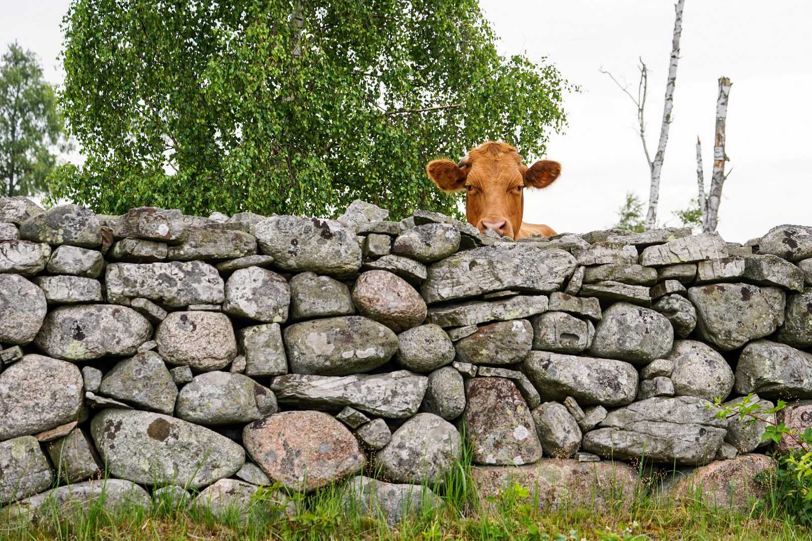 Der Kuhblick