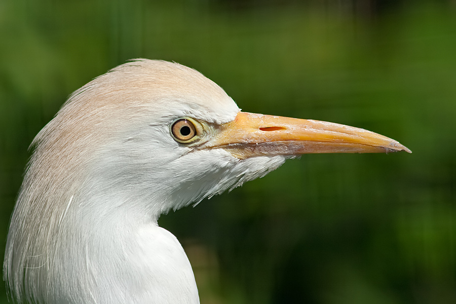 Der Kuhreiher