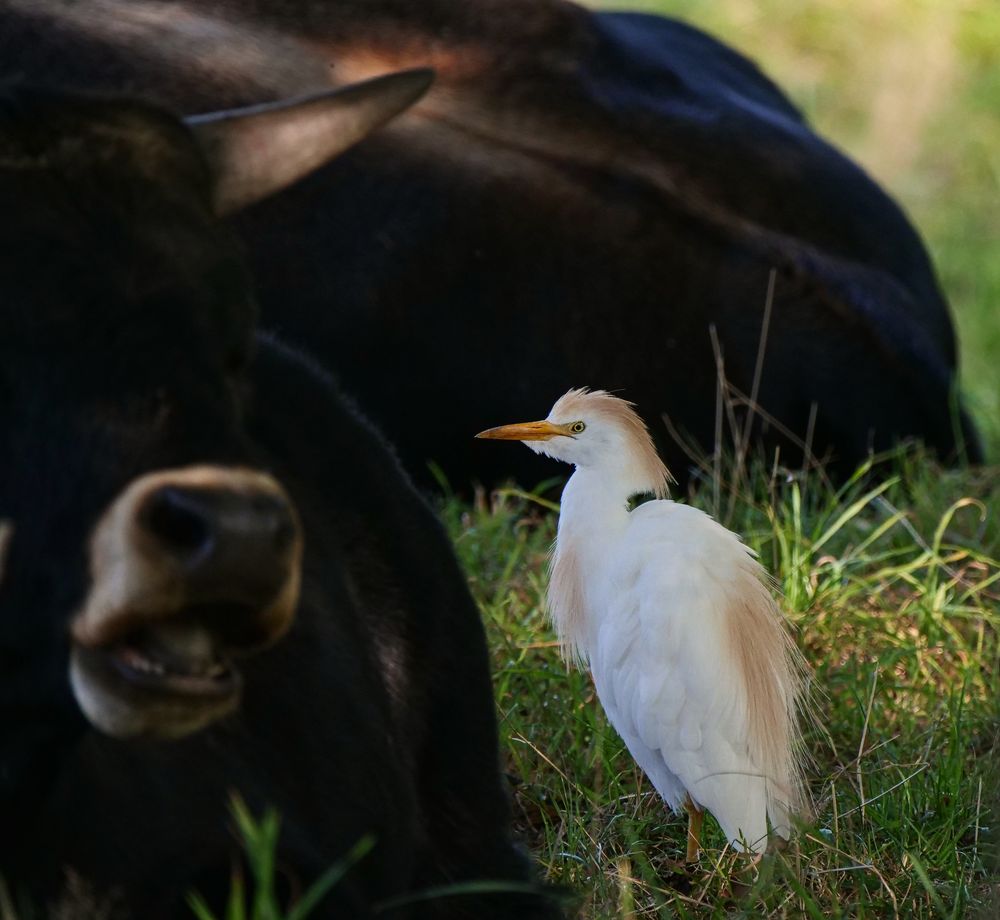 Der Kuhreiher (Bubulcus ibis)