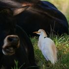 Der Kuhreiher (Bubulcus ibis)