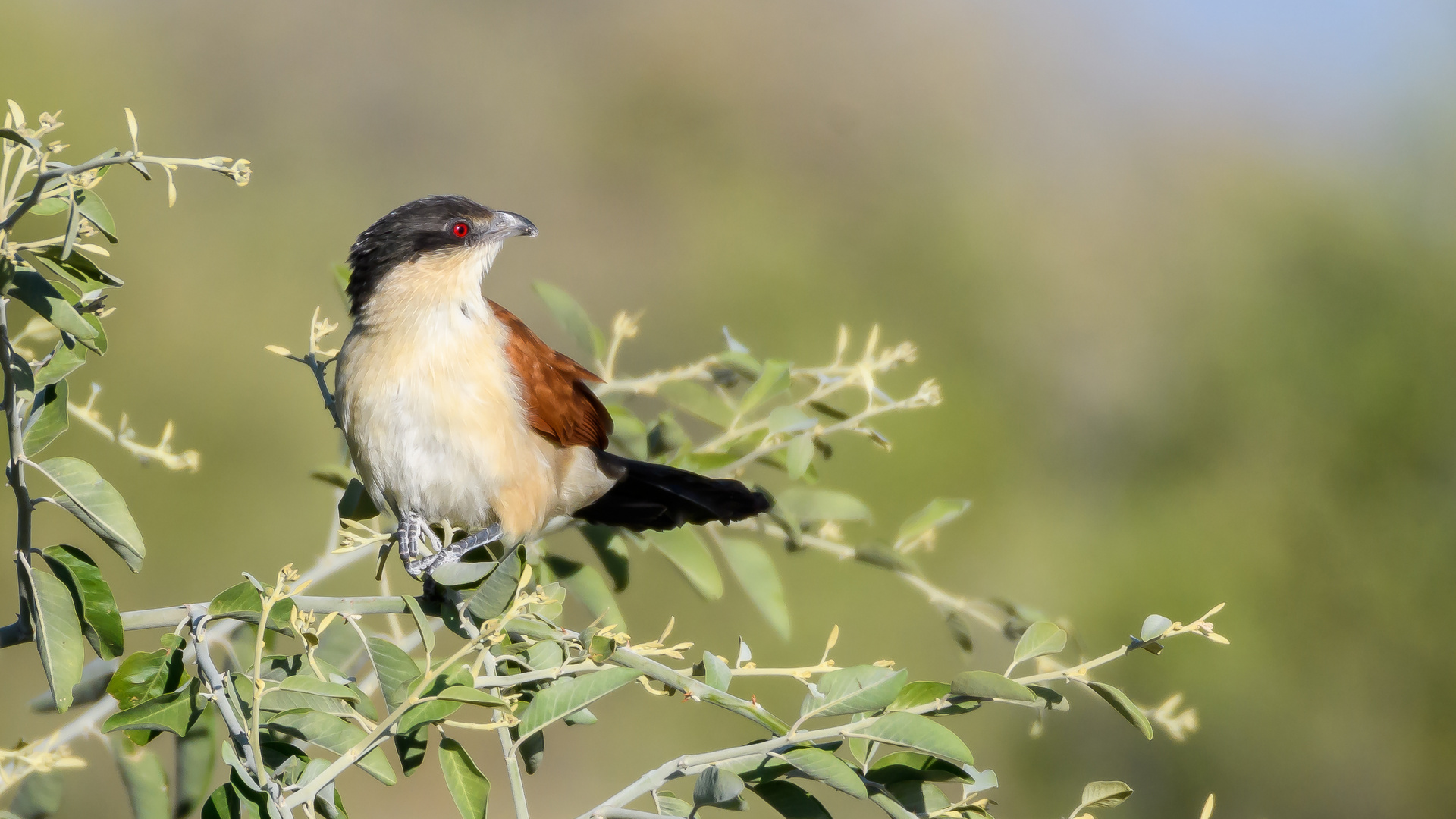 Der Kupferschwanzkuckuck (Centropus cupreicaudus) ...