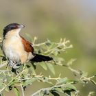 Der Kupferschwanzkuckuck (Centropus cupreicaudus) ...