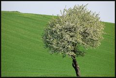 Der "Kurvenbaum"