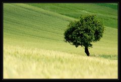 Der "Kurvenbaum" - im Juni