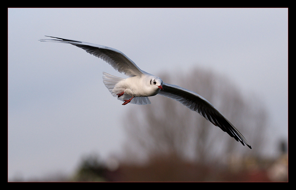 Der Kurvenflieger