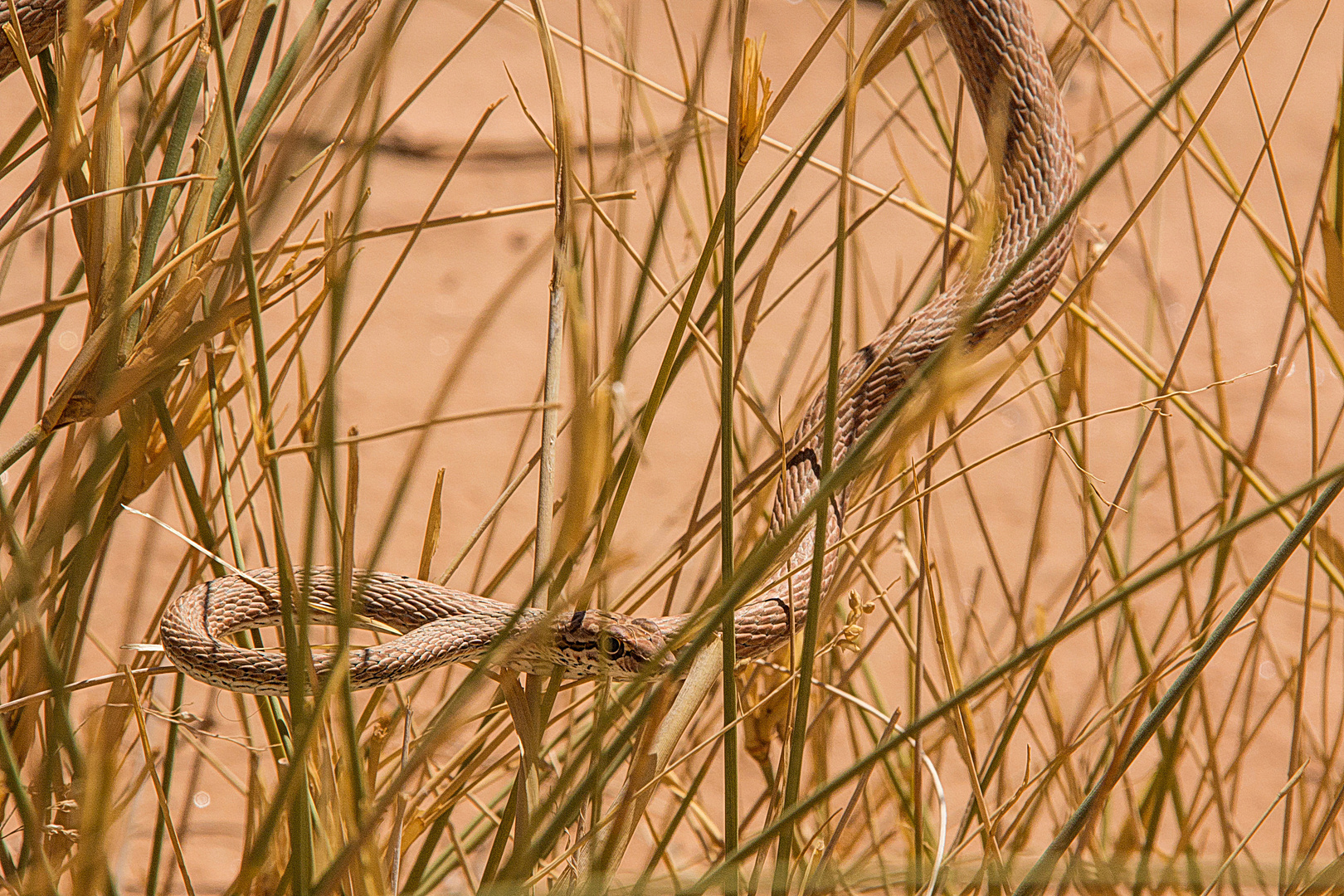 Der kurze Blick der Sandrenn-Natter