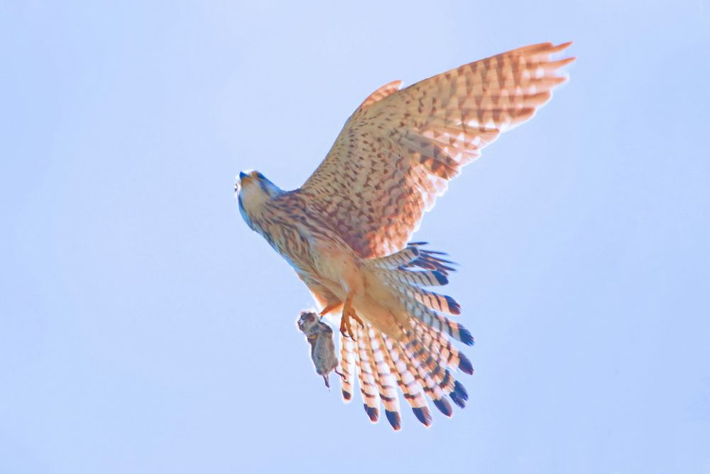 DER KURZE TRAUM VOM FLIEGEN