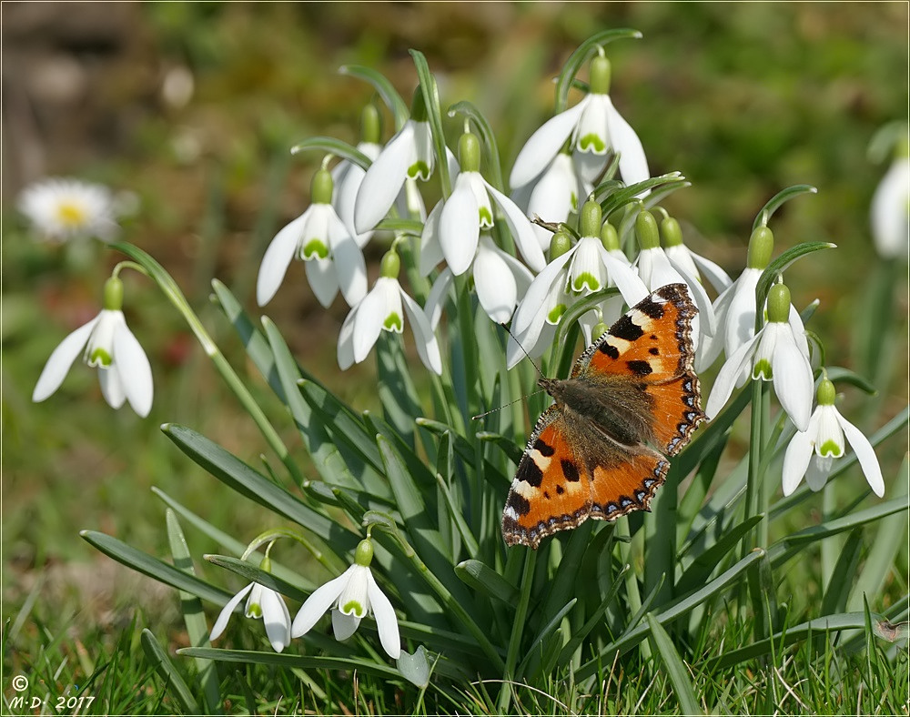 Der kurze Traum vom Frühling.....