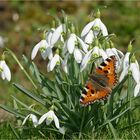 Der kurze Traum vom Frühling.....