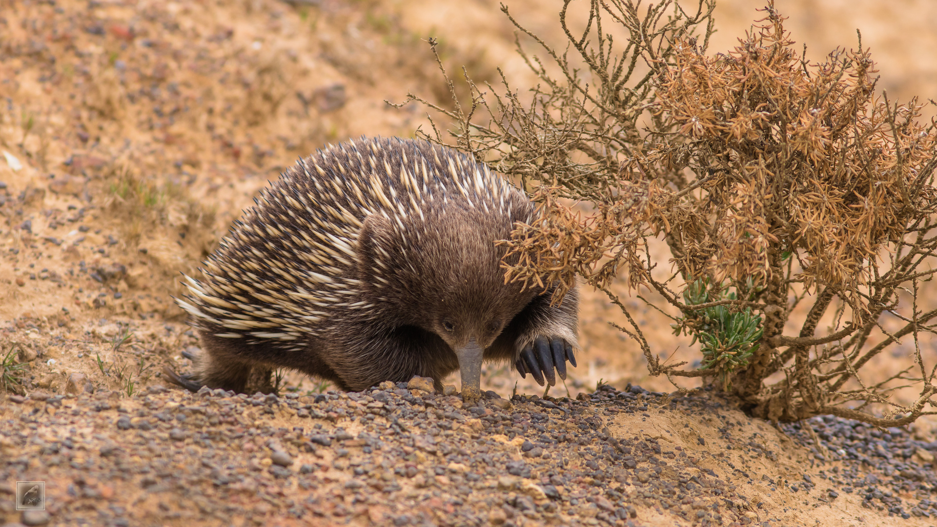 Der Kurzschnabeligel (Tachyglossus aculeatus) 