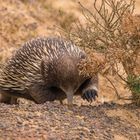 Der Kurzschnabeligel (Tachyglossus aculeatus) 