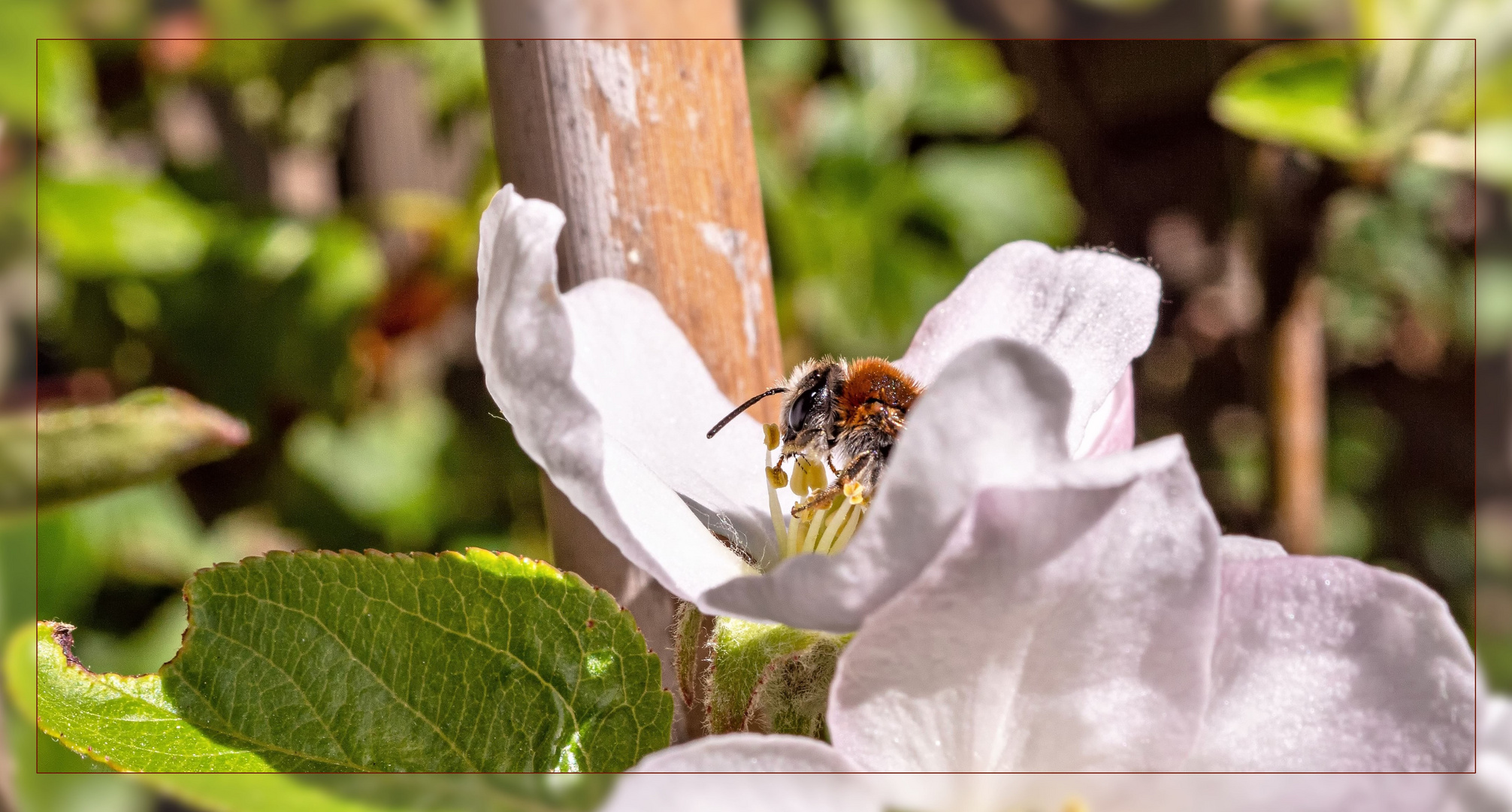 Der Kuss der Apfelblüte