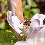 Der Kuss der Apfelblüte