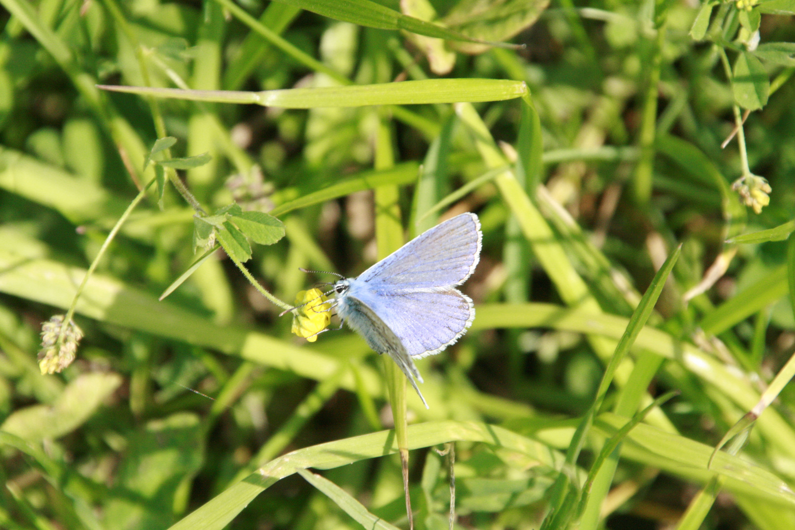 Der Kuss der Blüte