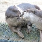 Der Kuss der Otter