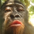 Der Kuss des Bonobo
