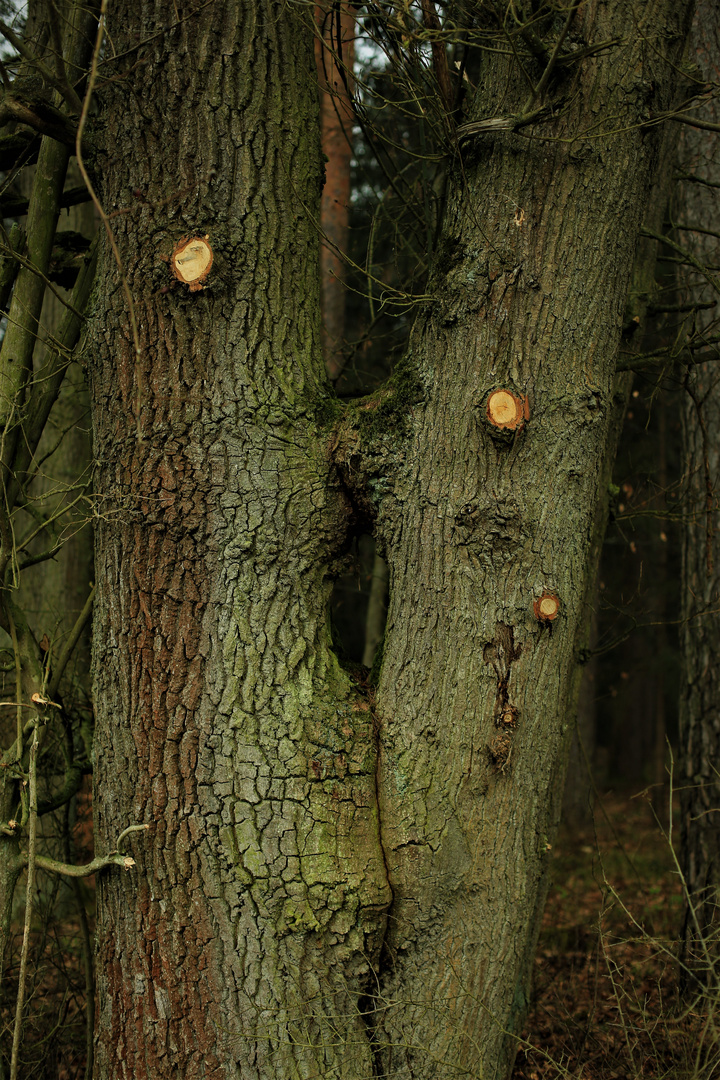 der Kuss oder die Liebe im Wald