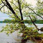 Der Laacher See im Kreis Ahrweiler