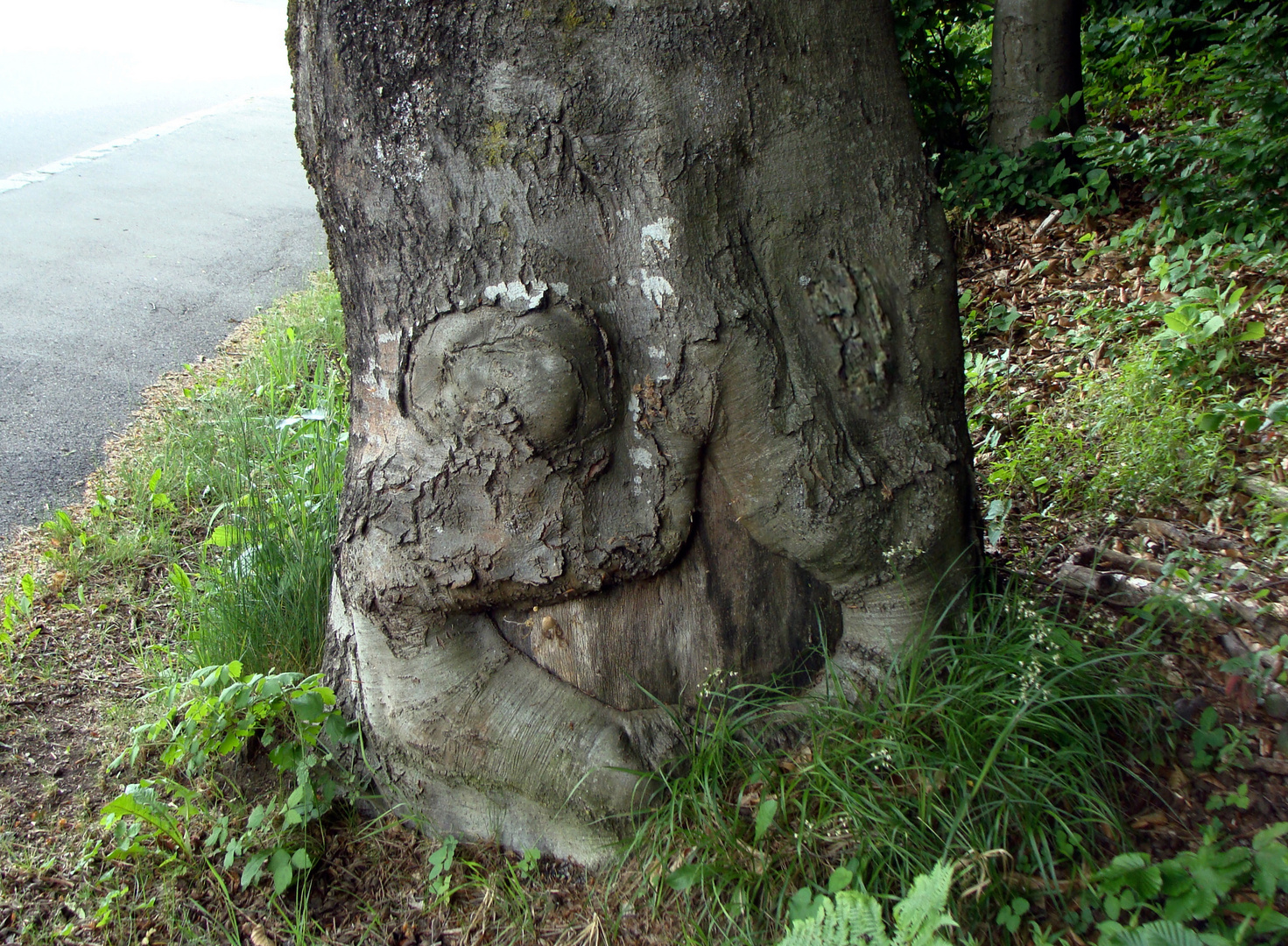 Der lachende Baum