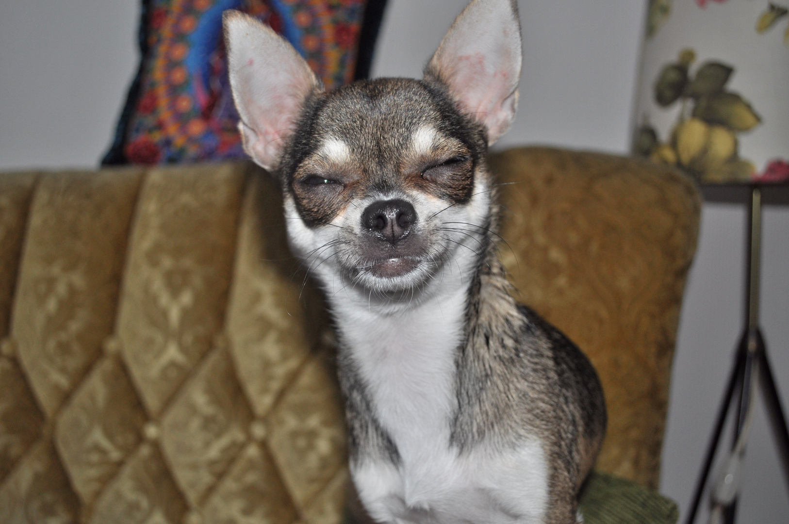 Der lachende Chihuahua