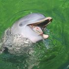 der lachende Delfin