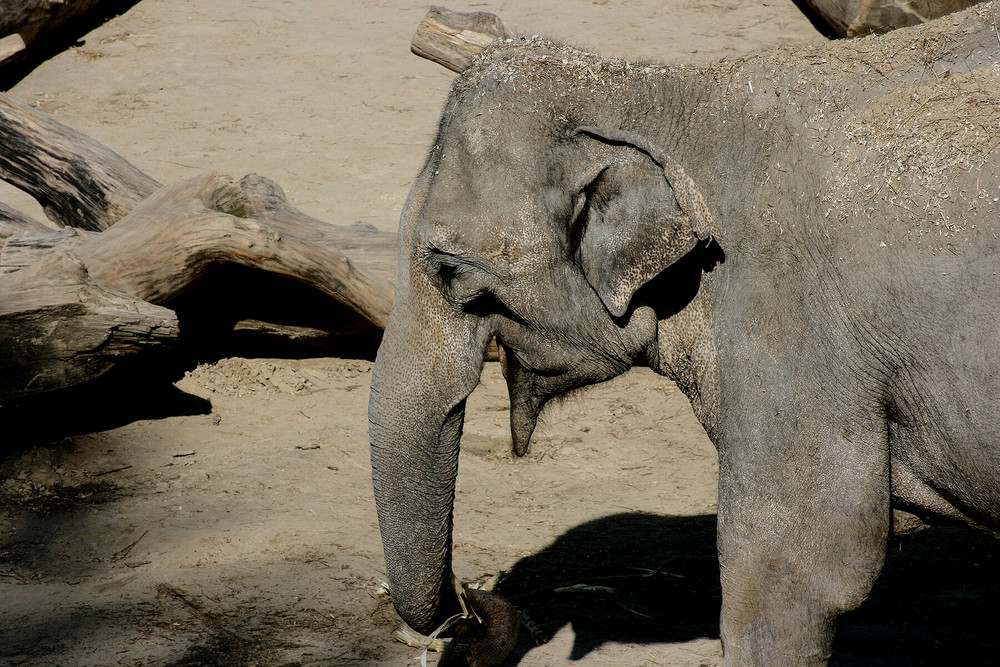 Der lachende Elefant